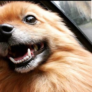 Meet your Posher, Marley